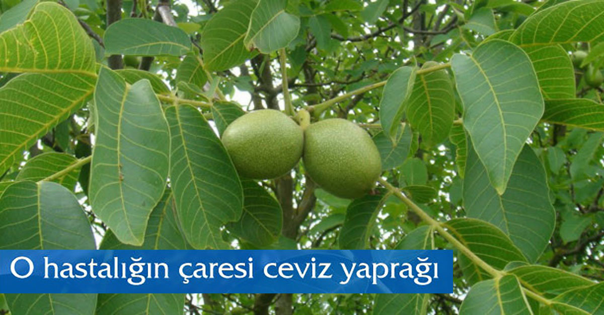 ceviz yaprağı